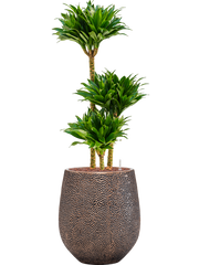 Dracaena fragrans 'Compacta' in Baq Opus Hit Office Plant With Pot 113cm Height 24cm Dia