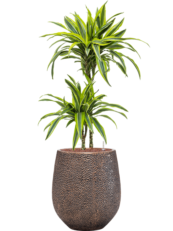 Dracaena fragrans 'Lemon Lime' in Baq Opus Hit Office Plant With Pot 116cm Height 24cm Dia