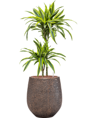 Dracaena fragrans 'Lemon Lime' in Baq Opus Hit Office Plant With Pot 116cm Height 24cm Dia