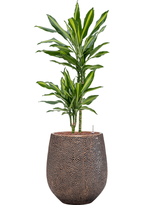 Dracaena fragrans 'Cintho' in Baq Opus Hit Office Plant With Pot 116cm Height 24cm Dia