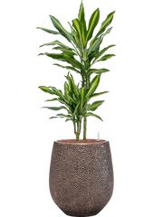 Dracaena fragrans 'Cintho' in Baq Opus Hit Office Plant With Pot 116cm Height 24cm Dia