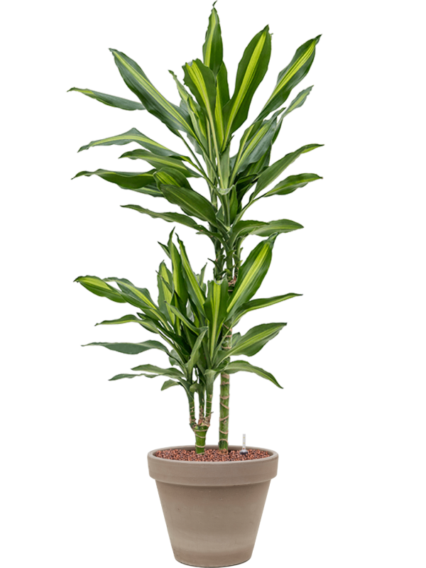 Dracaena fragrans 'Cintho' in Terra Cotta Office Plant With Pot 95cm Height 23cm Dia