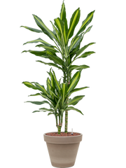 Dracaena fragrans 'Cintho' in Terra Cotta Office Plant With Pot 95cm Height 23cm Dia