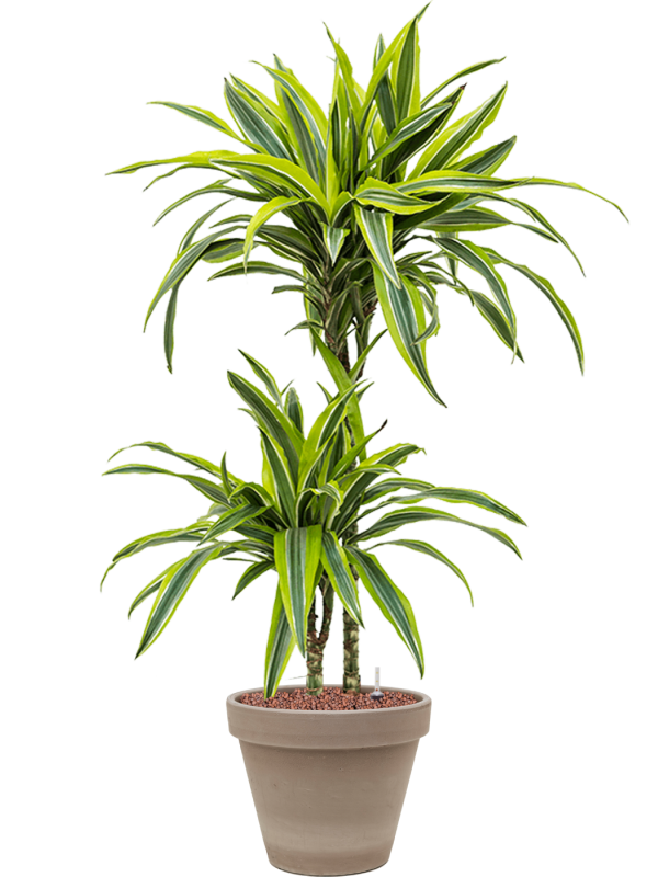 Dracaena fragrans 'Lemon Lime' in Terra Cotta Office Plant With Pot 94cm Height 23cm Dia