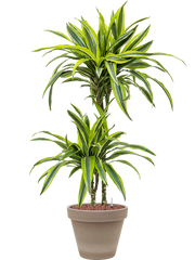 Dracaena fragrans 'Lemon Lime' in Terra Cotta Office Plant With Pot 94cm Height 23cm Dia