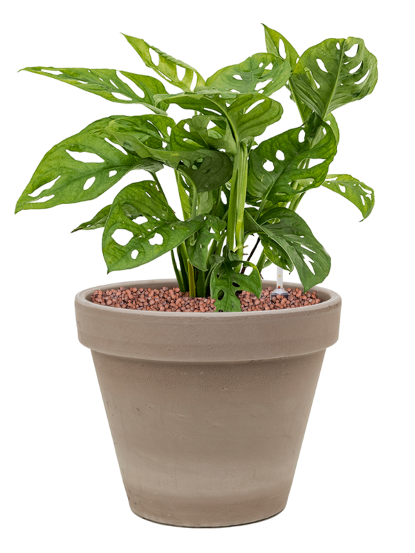Monstera obliqua in Terra Cotta Office Plant With Pot 42cm Height 23cm Dia