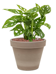 Monstera obliqua in Terra Cotta Office Plant With Pot 42cm Height 23cm Dia