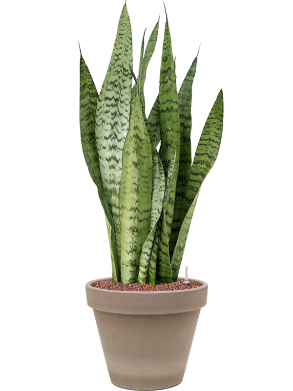 Sansevieria zeylanica in Terra Cotta Office Plant With Pot 70cm Height 23cm Dia