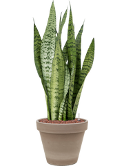 Sansevieria zeylanica in Terra Cotta Office Plant With Pot 70cm Height 23cm Dia