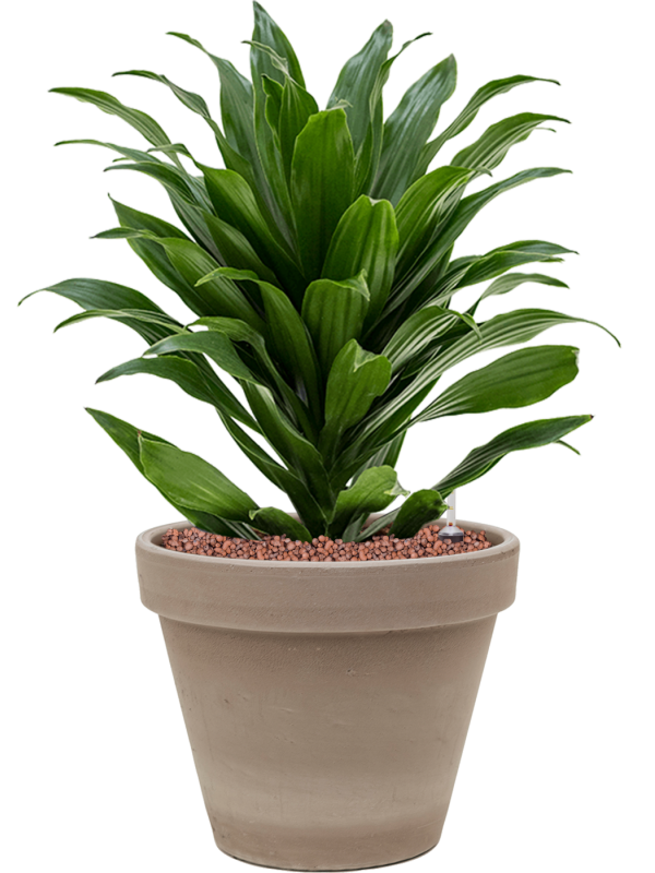 Dracaena fragrans 'Compacta' in Terra Cotta Office Plant With Pot 50cm Height 23cm Dia