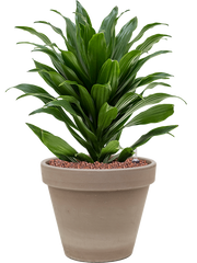 Dracaena fragrans 'Compacta' in Terra Cotta Office Plant With Pot 50cm Height 23cm Dia