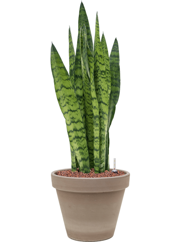 Sansevieria zeylanica in Terra Cotta Office Plant With Pot 67cm Height 23cm Dia