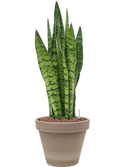 Sansevieria zeylanica in Terra Cotta Office Plant With Pot 67cm Height 23cm Dia