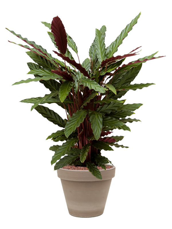 Calathea rufibarba 'Wavestar' in Terra Cotta Office Plant With Pot 77cm Height 23cm Dia