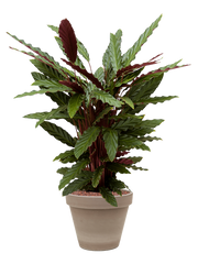 Calathea rufibarba 'Wavestar' in Terra Cotta Office Plant With Pot 77cm Height 23cm Dia