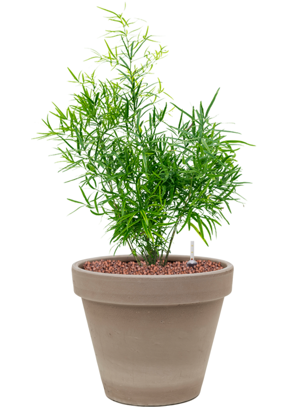 Asparagus falcatus in Terra Cotta Office Plant With Pot 55cm Height 23cm Dia