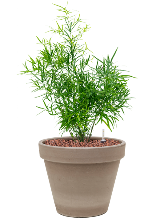 Asparagus falcatus in Terra Cotta Office Plant With Pot 55cm Height 23cm Dia