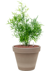 Asparagus falcatus in Terra Cotta Office Plant With Pot 55cm Height 23cm Dia
