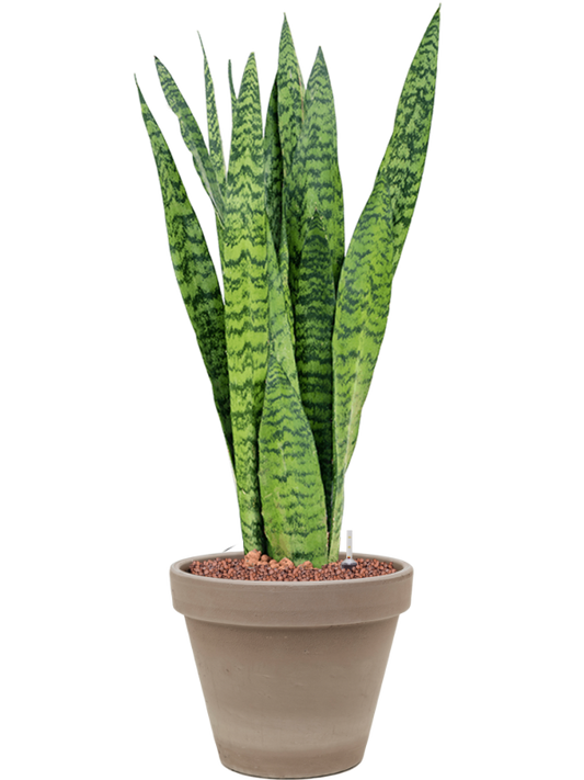 Sansevieria zeylanica in Terra Cotta Office Plant With Pot 70cm Height 23cm Dia