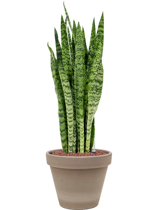 Sansevieria zeylanica in Terra Cotta Office Plant With Pot 72cm Height 23cm Dia