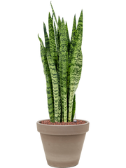 Sansevieria zeylanica in Terra Cotta Office Plant With Pot 72cm Height 23cm Dia