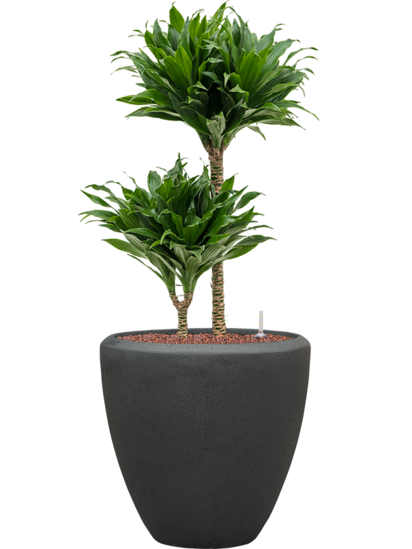 Dracaena fragrans 'Compacta' in Baq Polystone Plain Office Plant With Pot 99cm Height 30cm Dia