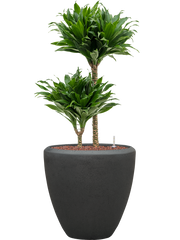 Dracaena fragrans 'Compacta' in Baq Polystone Plain Office Plant With Pot 99cm Height 30cm Dia