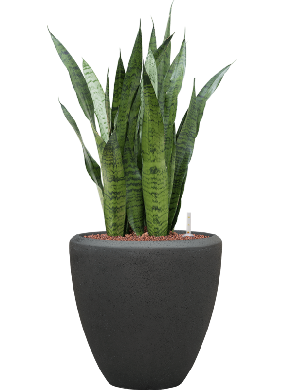 Sansevieria zeylanica in Baq Polystone Plain Office Plant With Pot 97cm Height 30cm Dia