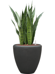 Sansevieria zeylanica in Baq Polystone Plain Office Plant With Pot 97cm Height 30cm Dia