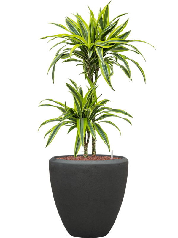 Dracaena fragrans 'Lemon Lime' in Baq Polystone Plain Office Plant With Pot 113cm Height 30cm Dia