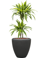 Dracaena fragrans 'Lemon Lime' in Baq Polystone Plain Office Plant With Pot 113cm Height 30cm Dia