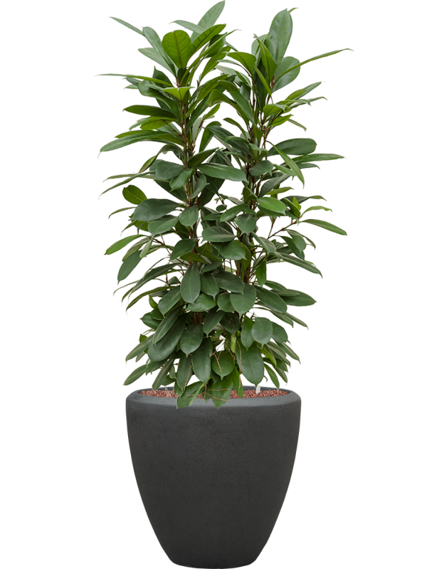 Ficus cyathistipula in Baq Polystone Plain Office Plant With Pot 123cm Height 30cm Dia