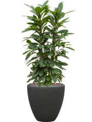 Ficus cyathistipula in Baq Polystone Plain Office Plant With Pot 123cm Height 30cm Dia