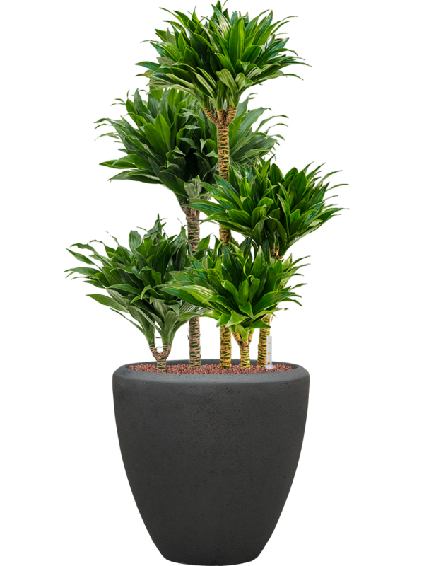 Dracaena fragrans 'Compacta' in Baq Polystone Plain Office Plant With Pot 111cm Height 30cm Dia