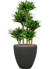 Dracaena fragrans 'Compacta' in Baq Polystone Plain Office Plant With Pot 111cm Height 30cm Dia