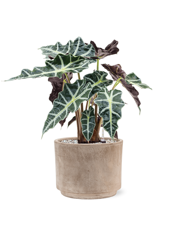 Alocasia 'Polly' in Terra Cotta Office Plant With Pot 45cm Height 19cm Dia