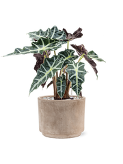 Alocasia 'Polly' in Terra Cotta Office Plant With Pot 45cm Height 19cm Dia