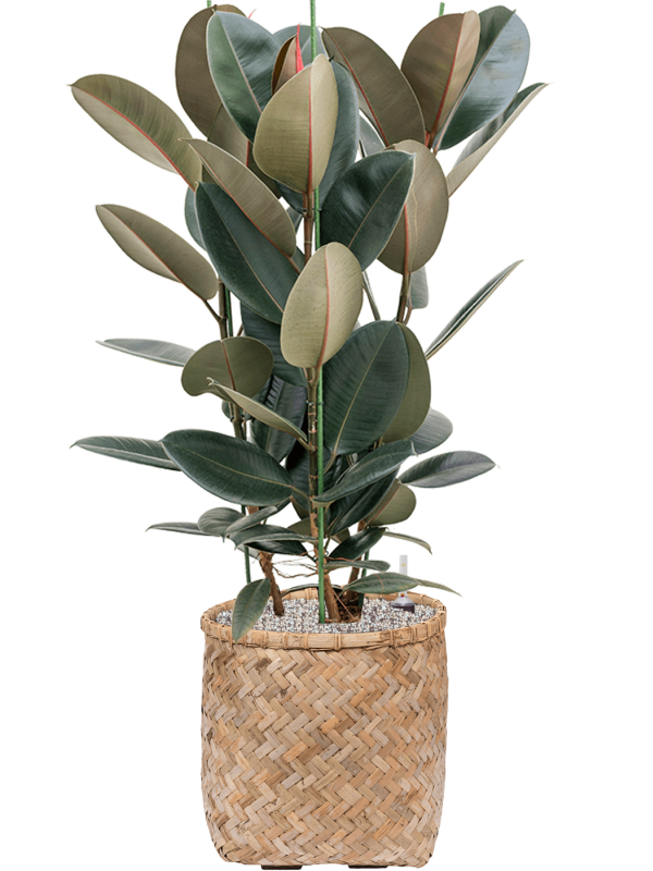 Ficus elastica 'Abidjan' in Bohemian Office Plant With Pot 111cm Height 37cm Dia