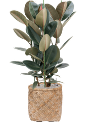Ficus elastica 'Abidjan' in Bohemian Office Plant With Pot 111cm Height 37cm Dia