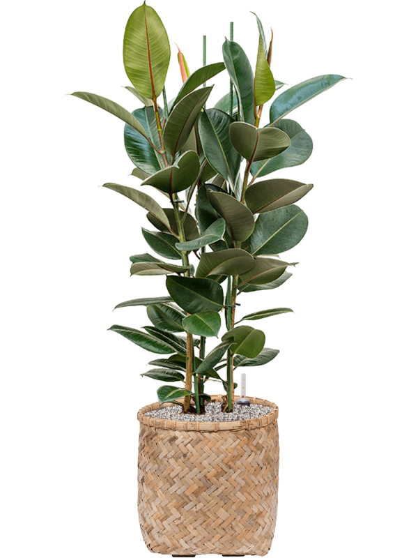 Ficus elastica 'Robusta' in Bohemian Office Plant With Pot 123cm Height 37cm Dia