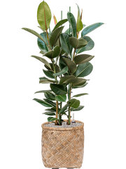 Ficus elastica 'Robusta' in Bohemian Office Plant With Pot 123cm Height 37cm Dia