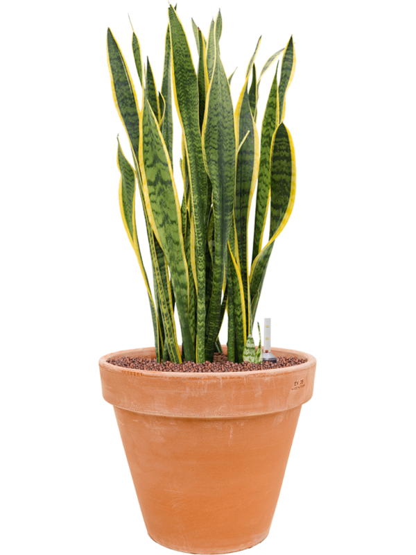 Sansevieria trifasciata 'Laurentii' in Terra Cotta Office Plant With Pot 80cm Height 33cm Dia