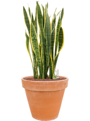 Sansevieria trifasciata 'Laurentii' in Terra Cotta Office Plant With Pot 80cm Height 33cm Dia