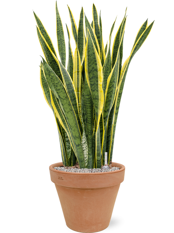 Sansevieria trifasciata 'Laurentii' in Terra Cotta Office Plant With Pot 106cm Height 37cm Dia
