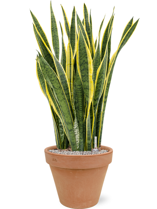 Sansevieria trifasciata 'Laurentii' in Terra Cotta Office Plant With Pot 106cm Height 37cm Dia