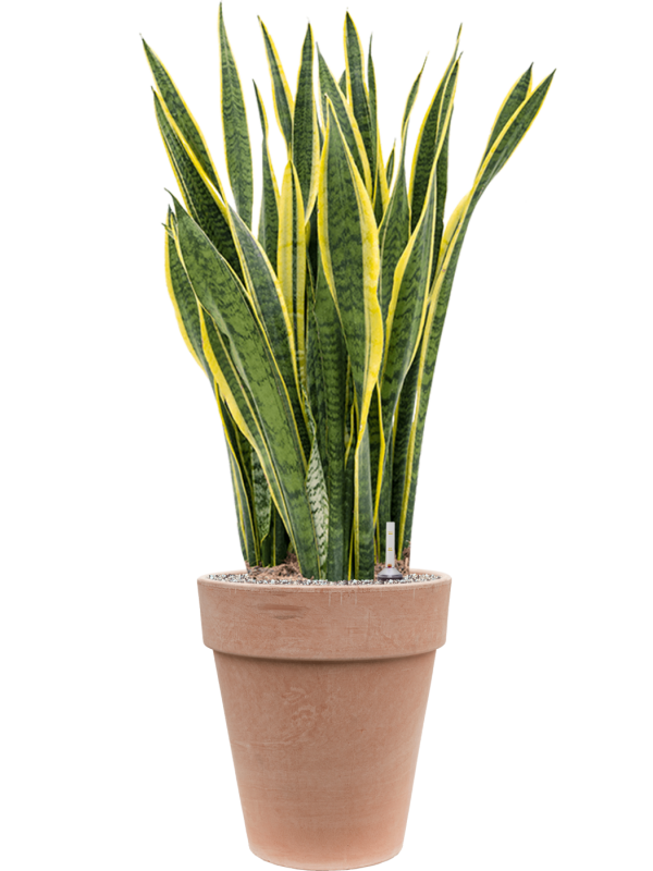 Sansevieria trifasciata 'Laurentii' in Terra Cotta Office Plant With Pot 115cm Height 35cm Dia