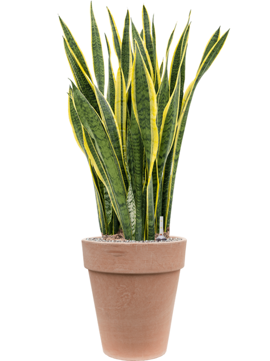 Sansevieria trifasciata 'Laurentii' in Terra Cotta Office Plant With Pot 115cm Height 35cm Dia