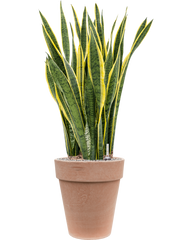 Sansevieria trifasciata 'Laurentii' in Terra Cotta Office Plant With Pot 115cm Height 35cm Dia