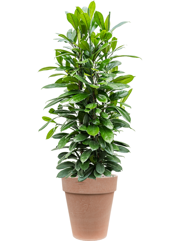 Ficus cyathistipula in Terra Cotta Office Plant With Pot 142cm Height 35cm Dia