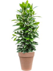 Ficus cyathistipula in Terra Cotta Office Plant With Pot 142cm Height 35cm Dia